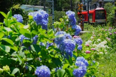 紫陽花路線