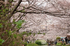 伏見の桜