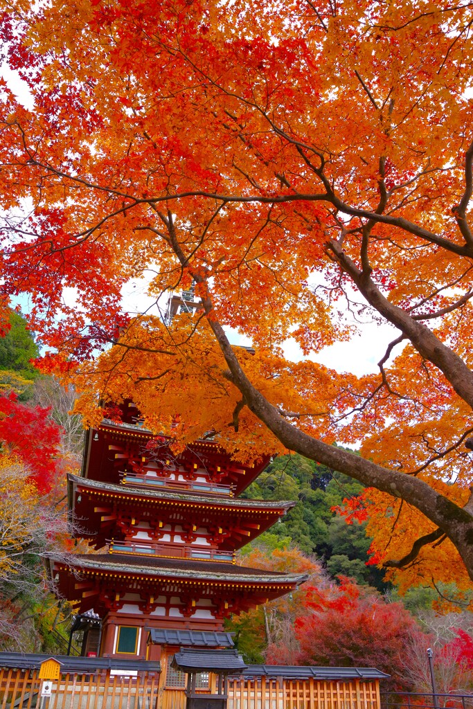 長谷寺を切り撮る　その四