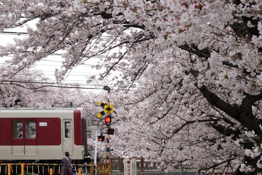 桜の踏切