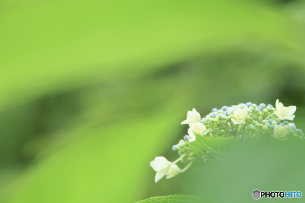 微睡（まどろみ）