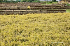 稲穂とはぜ掛けの風景