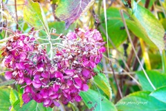 夏の色残す♡型紫陽花