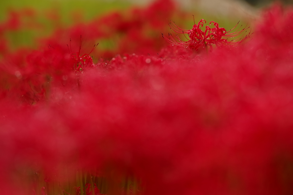 少し目立ってる