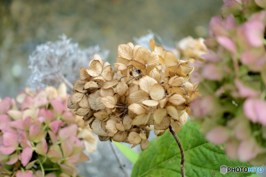10月の紫陽花