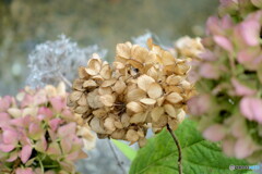 10月の紫陽花