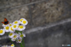路傍の花 21－③