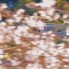 偶然撮れた！ダブル流し