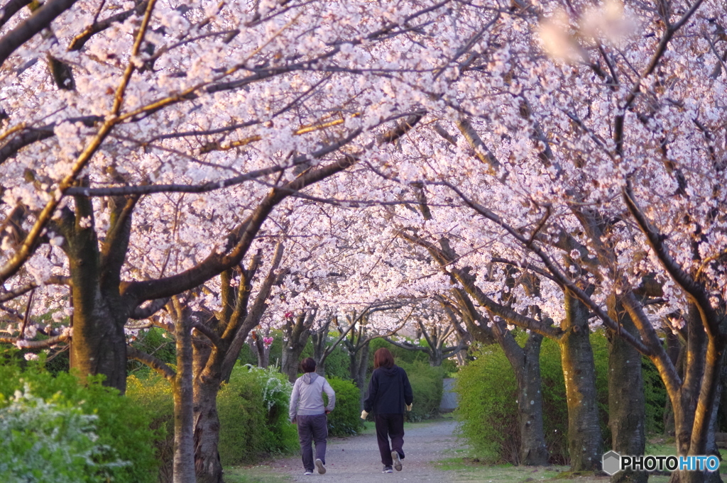 朝陽に輝く