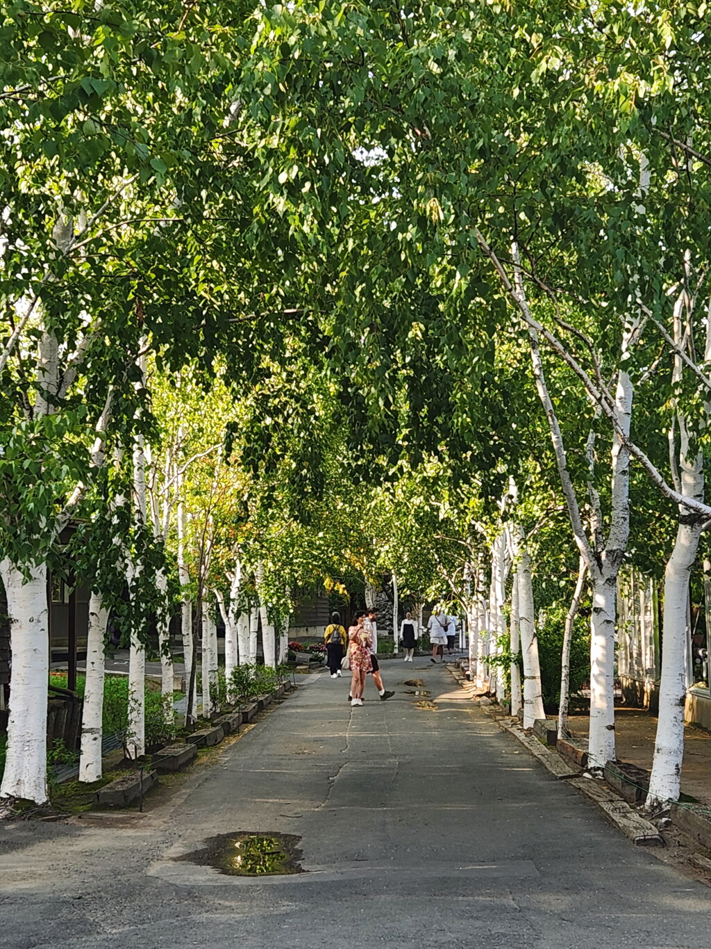 白樺の路