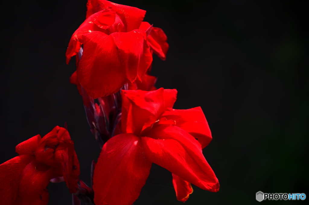 red  ＆ black
