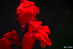 red  ＆ black