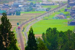 里山を行くタラコ
