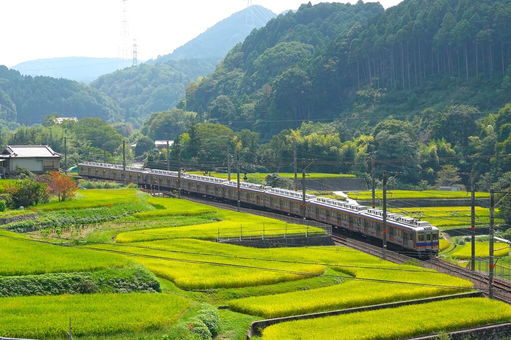 棚田　実りの頃