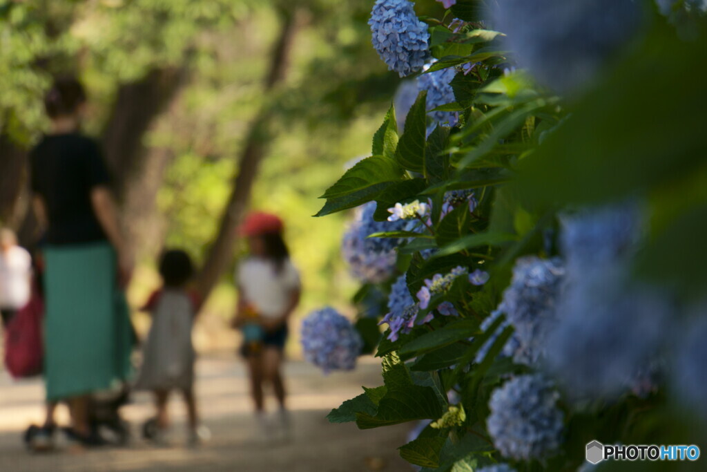 紫陽花　親子の風景