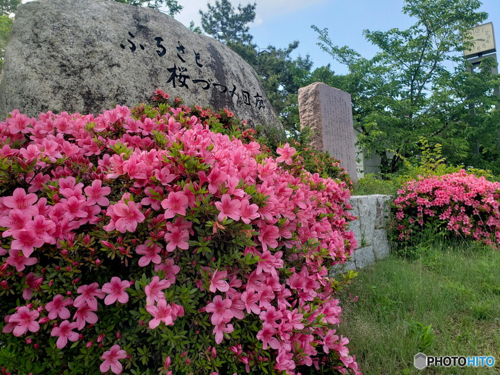 桜花の季節が終わって