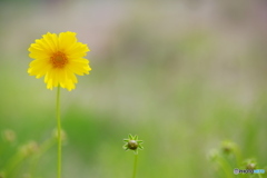 路傍の花　21－➁