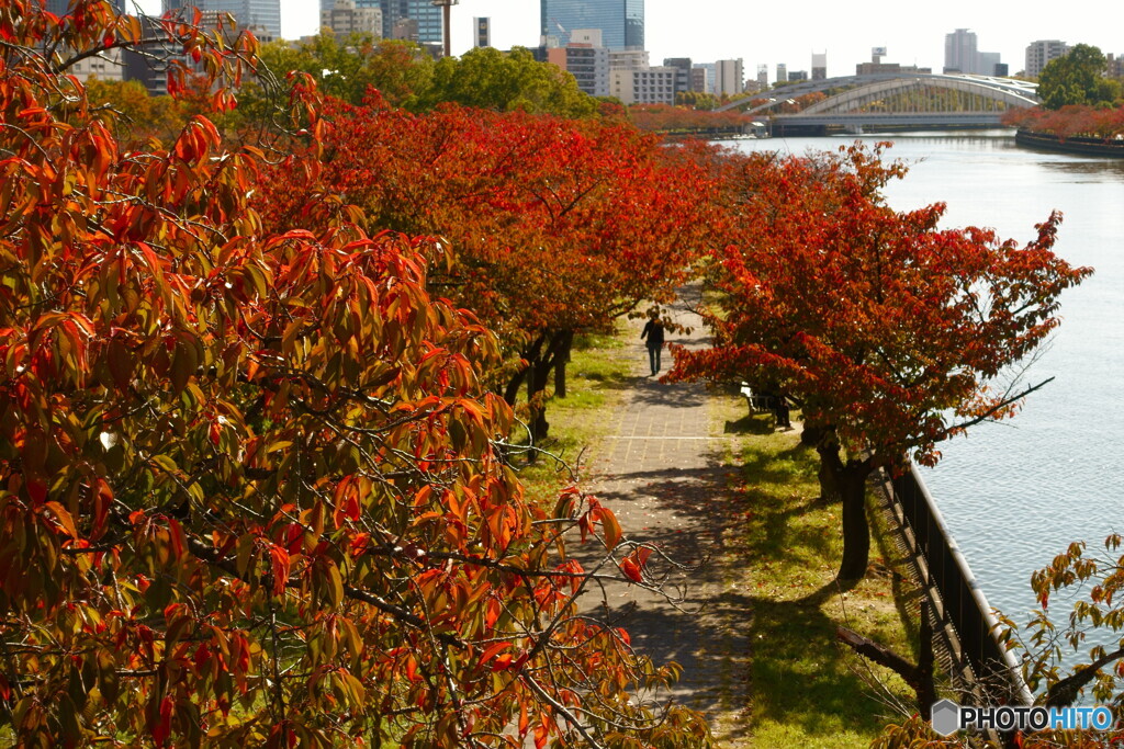 桜ノ宮　晩秋