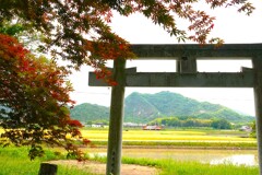 初夏の赤もみじ