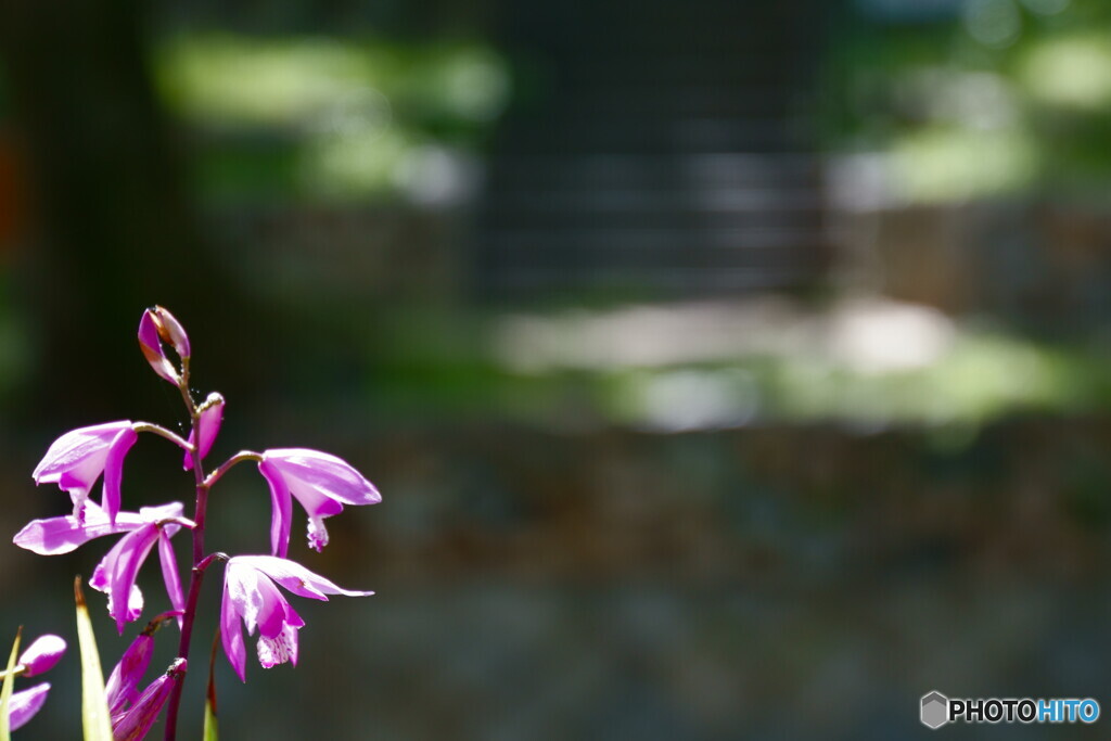 花音痴でも花を撮る　　21－➁