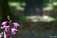 花音痴でも花を撮る　　21－➁