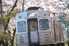フロントガラスにも桜