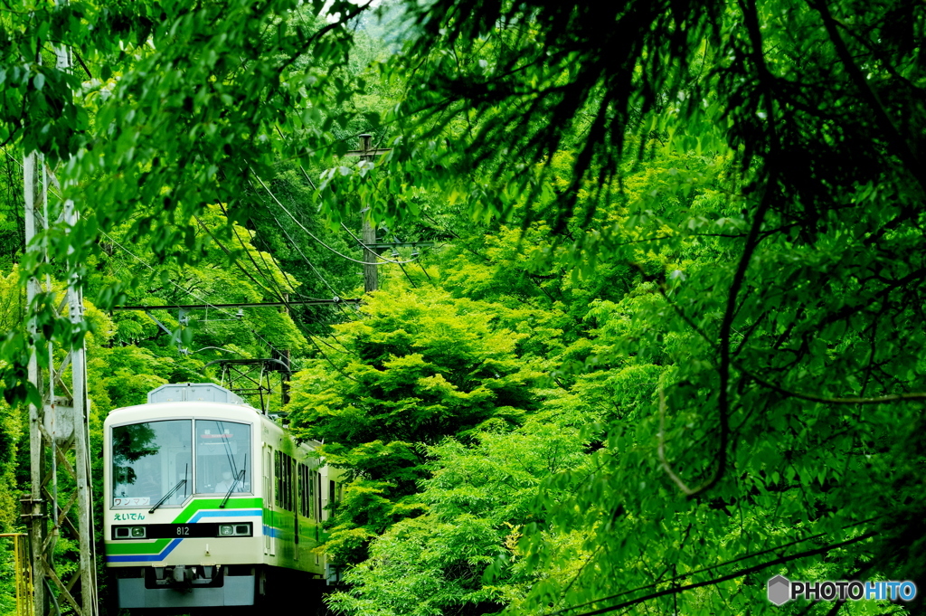 青モミジのトンネルを抜けて