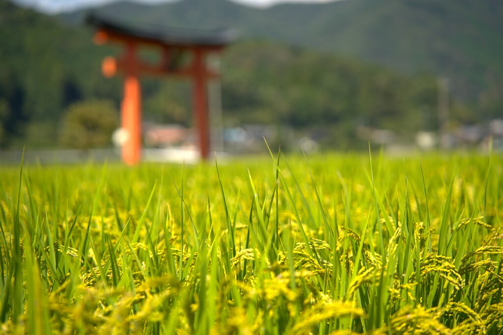 鳥居のある初秋風景