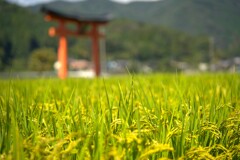 鳥居のある初秋風景