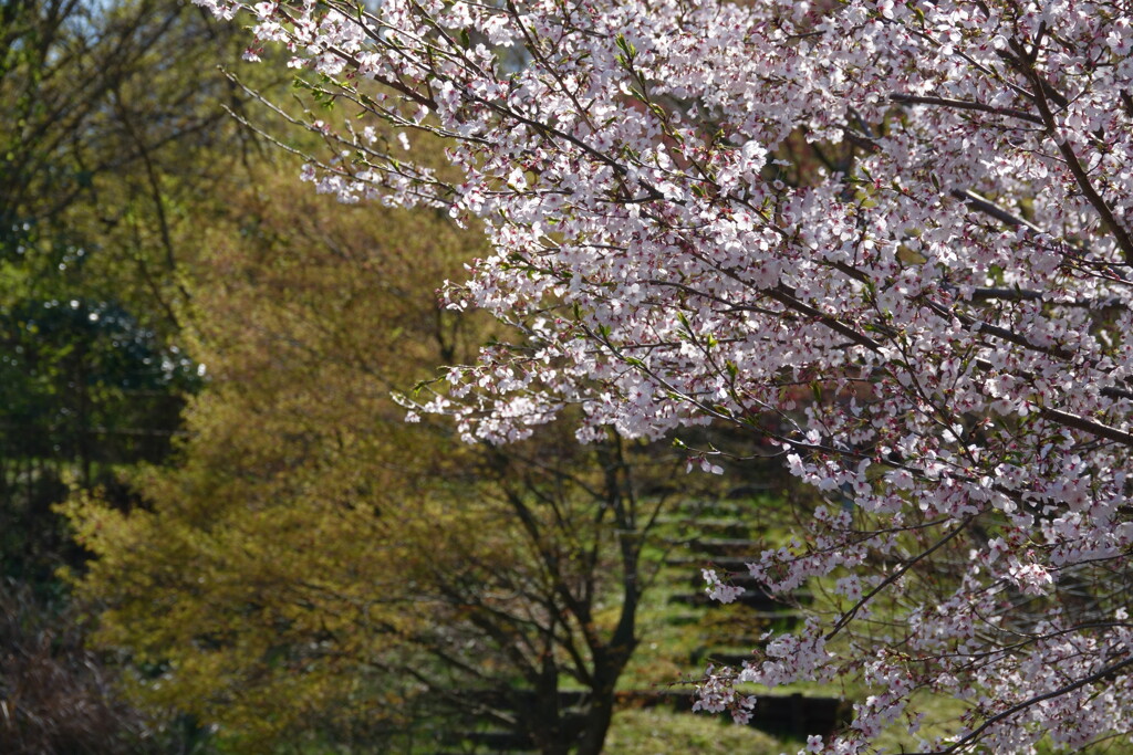 桜と新緑の風景