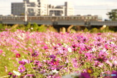 お花畑と電車