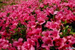 よく見かけるツツジの風景