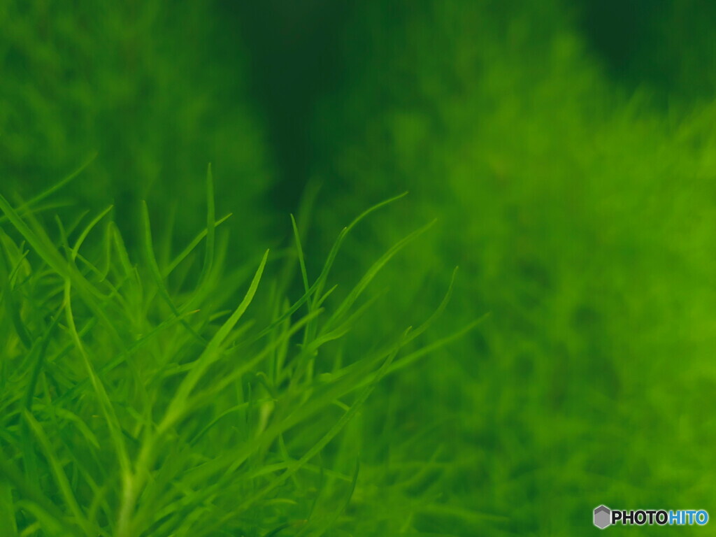 コキア