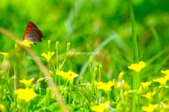珍しく蝶を撮った
