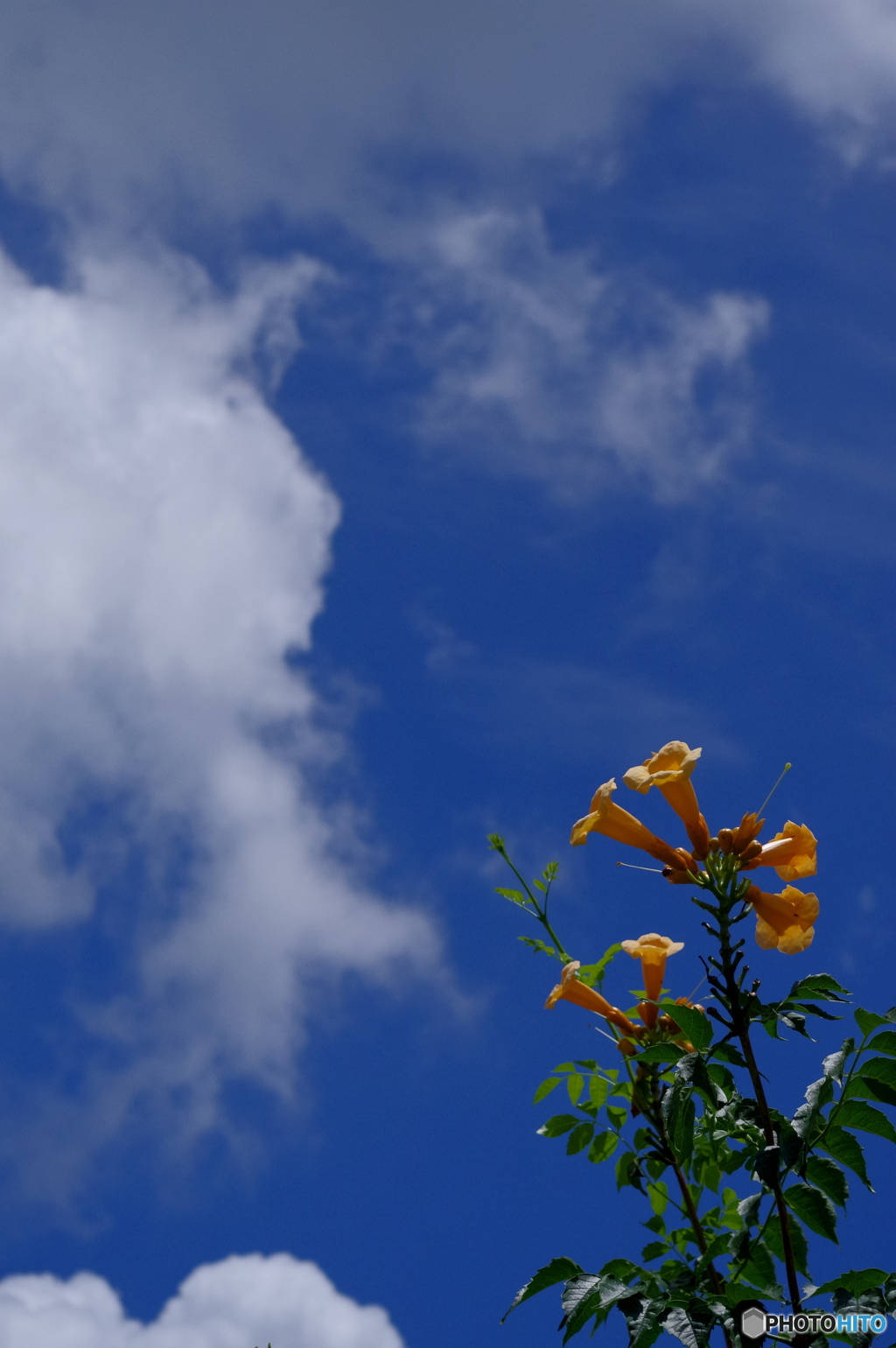 夏空を見上げる