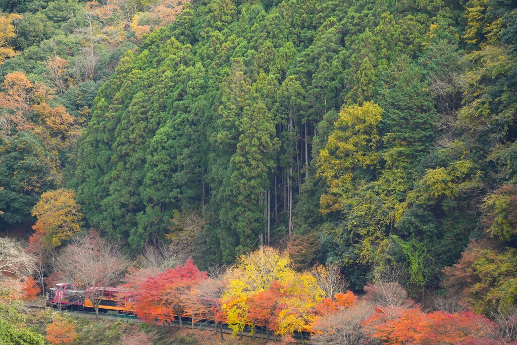 紅葉並木