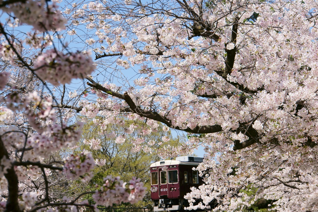 桜の額縁　その3