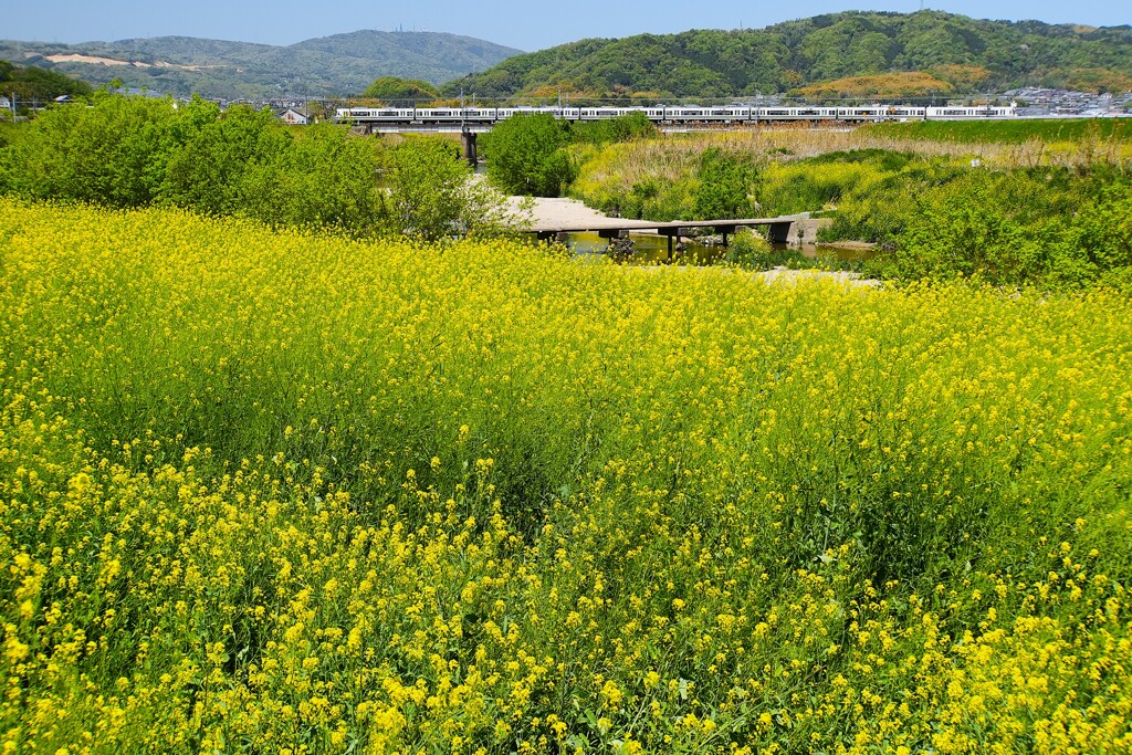 沈下橋と鉄道の風景