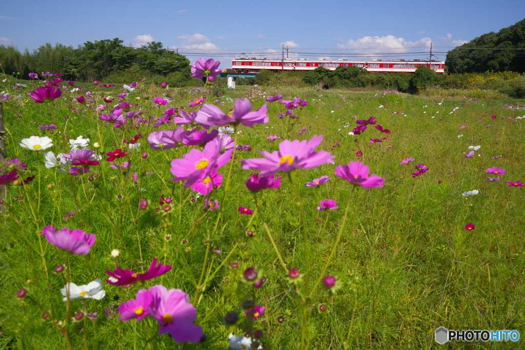 神鉄　×　秋桜