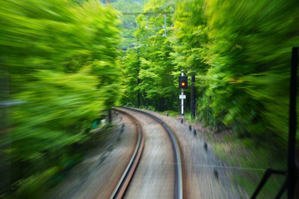 青もみじのトンネル