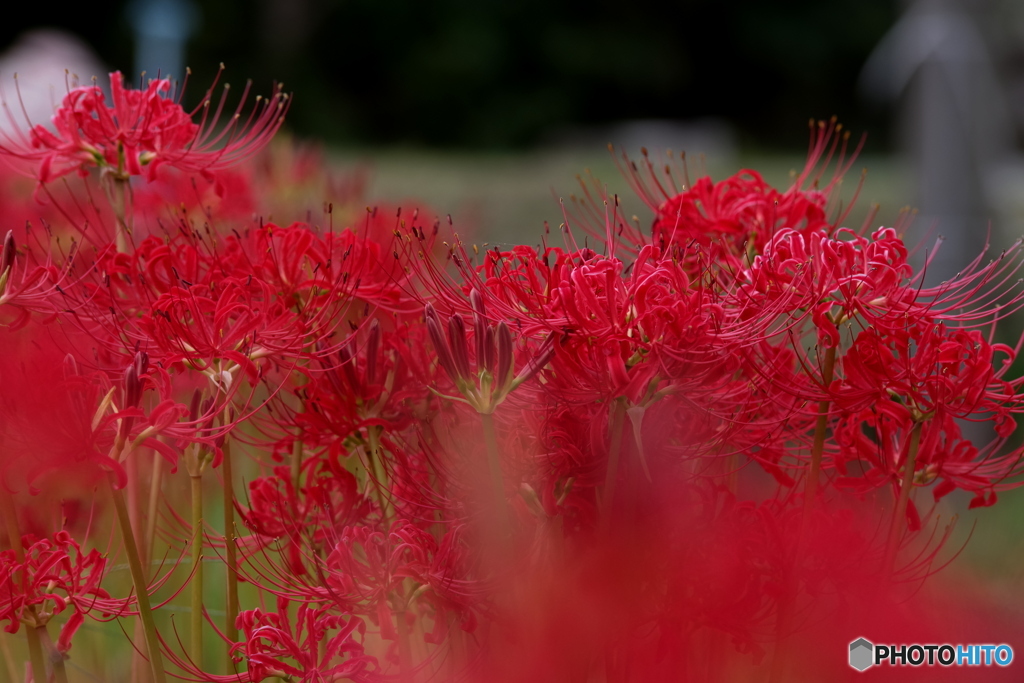 お彼岸（ボケのスキルアップ）