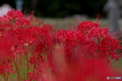 お彼岸（ボケのスキルアップ）