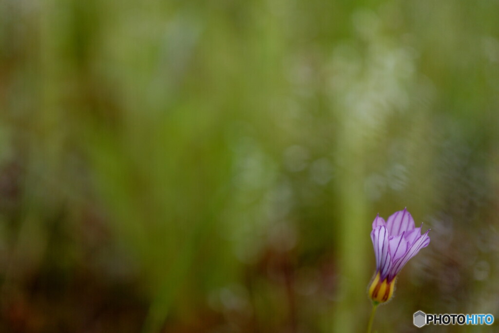 路傍の花