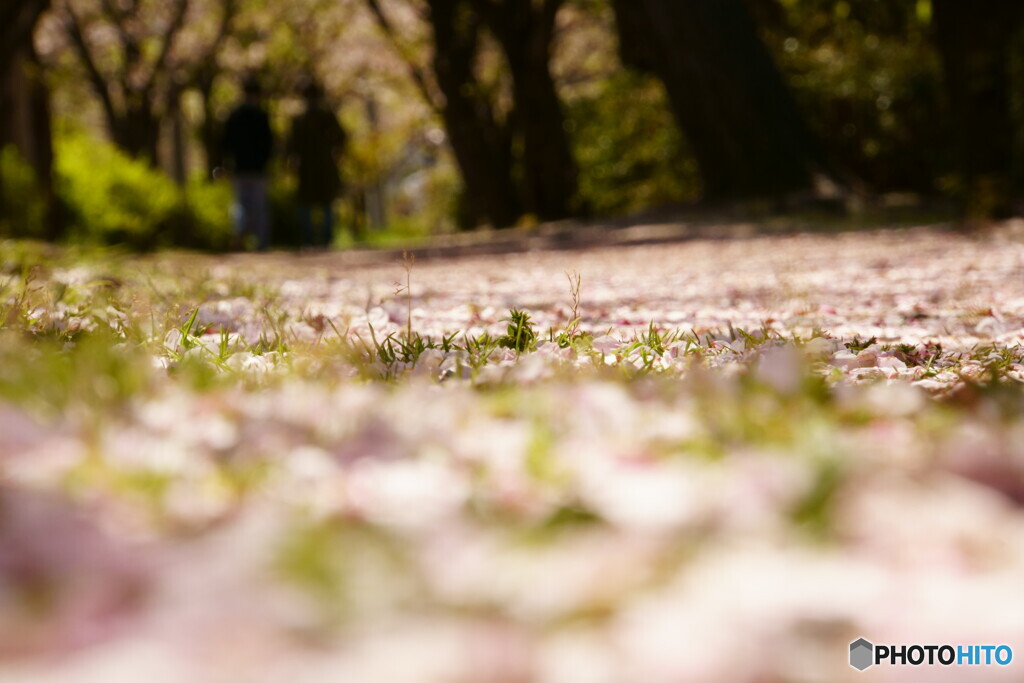 桜　絨毯　その2