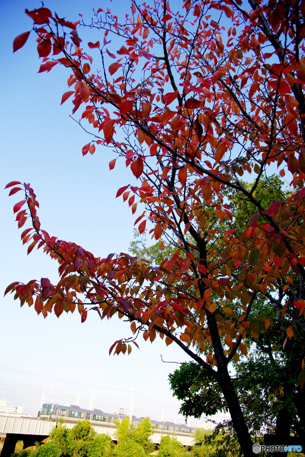 紅葉桜と新快速