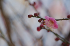 春近し