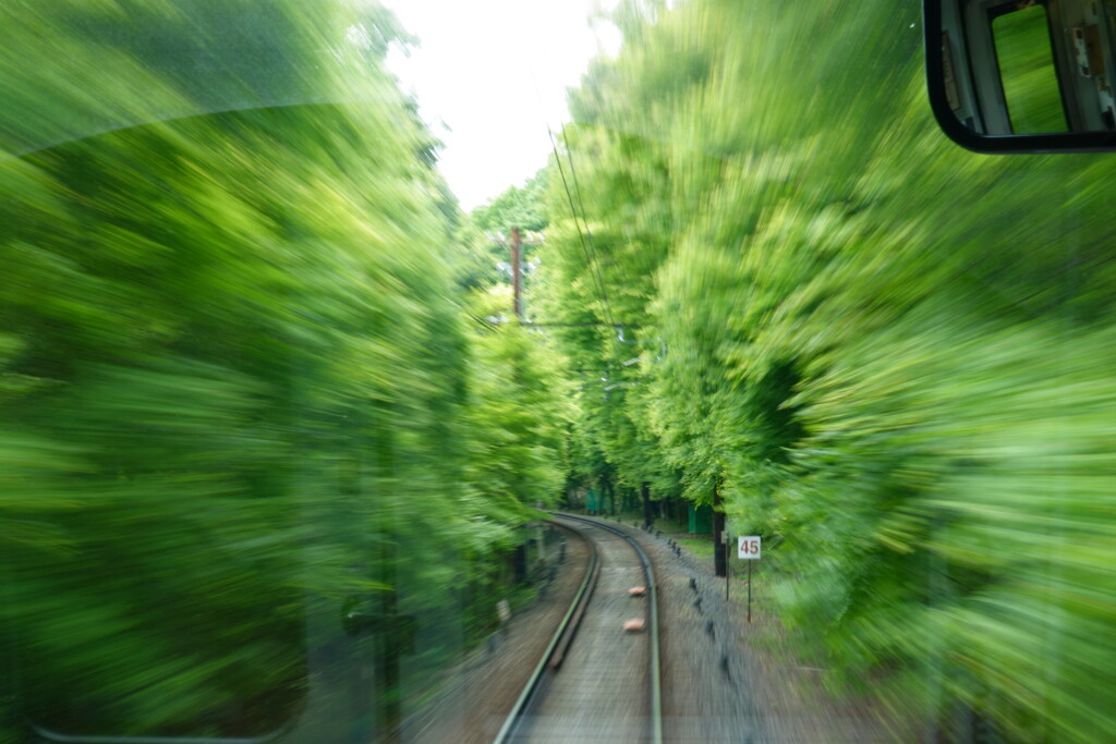 青モミジのトンネル