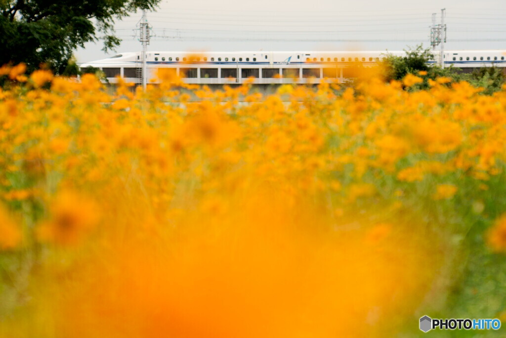 黄色い鉄道風景