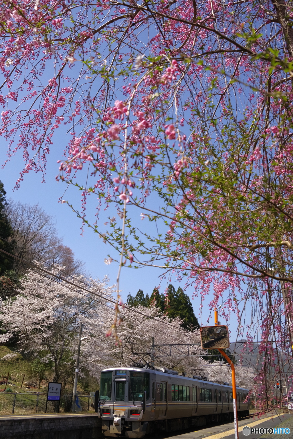 桜共演