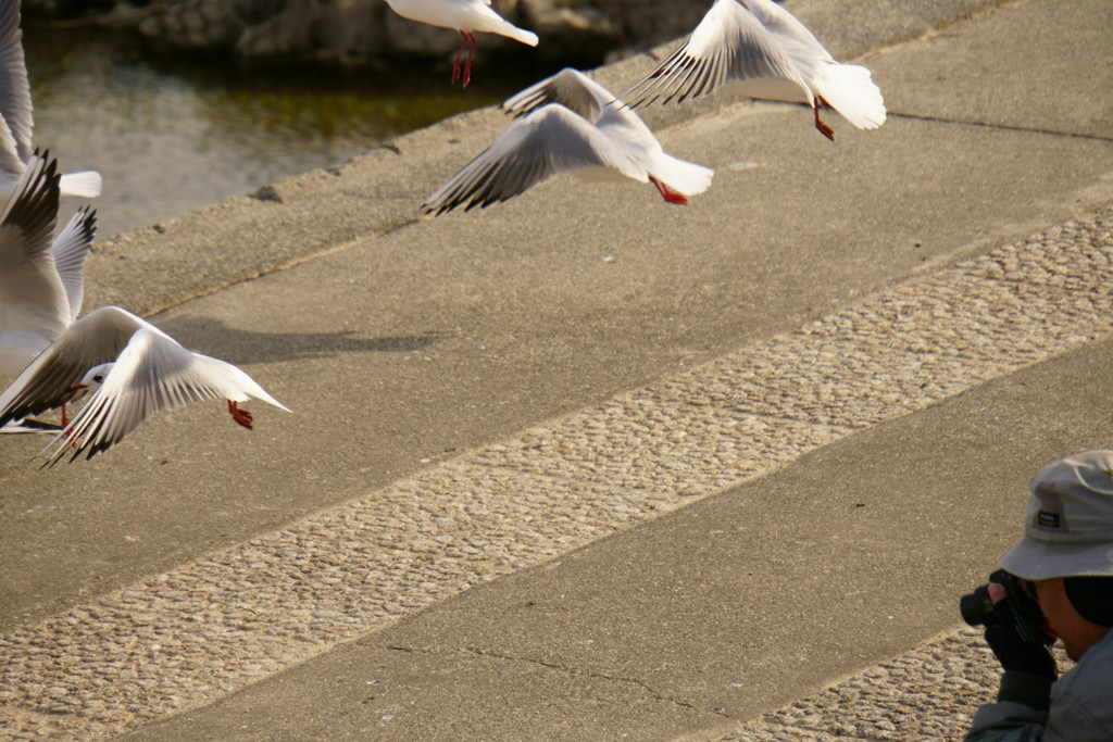 撮り鳥さんを撮る